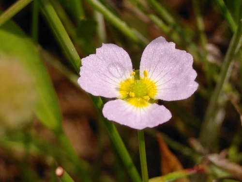 Image of Baldellia ranunculoides by (c) Yves Bas, some rights reserved (CC BY)