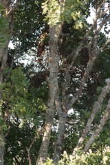 Ptaeroxylon obliquum