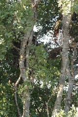 Ptaeroxylon obliquum