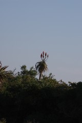 Aloe pluridens