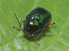 Cryptocephalus nitidulus