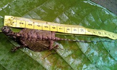 Two-Spotted Flying Lizard photo 2
