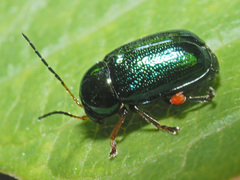 Cryptocephalus nitidulus