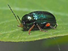Cryptocephalus nitidulus