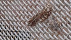 Pterygota