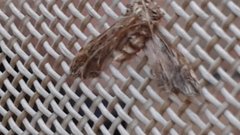 Pterygota