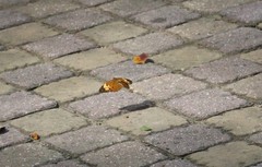 Cupha erymanthis erymanthis