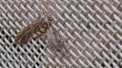 Pterygota
