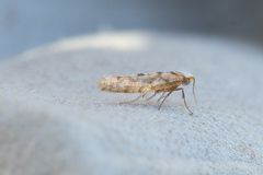 Argyresthia alternatella