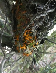 Gymnosporangium clavariiforme