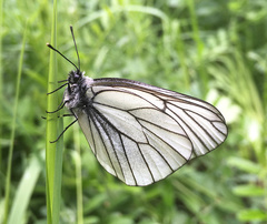 Aporia crataegi