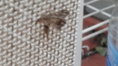 Pterygota