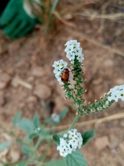 Coptocephala