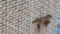 Pterygota