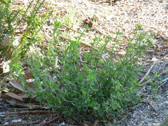 Medicago sativa sativa