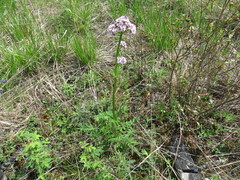 Valeriana alternifolia