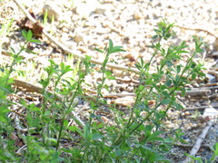 Medicago sativa sativa