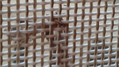 Pterygota