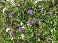 Medicago sativa sativa