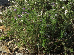 Medicago sativa sativa