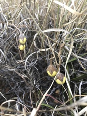 Solanum esuriale