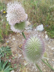 Dipsacus comosus
