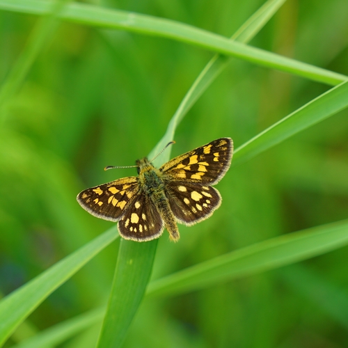 Chequered Skipper