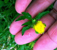 Ranunculoideae