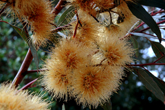 Eucalyptus macrandra