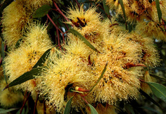 Eucalyptus macrandra