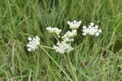 Oenanthe peucedanifolia