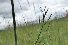Oenanthe peucedanifolia