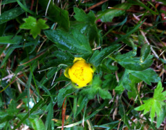Ranunculoideae