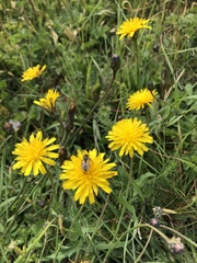 Crepis biennis