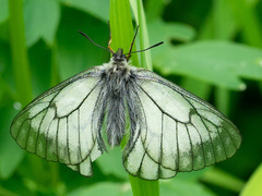 Parnassius stubbendorfii