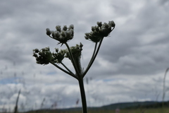 Oenanthe peucedanifolia