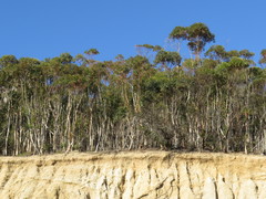 Eucalyptus cladocalyx