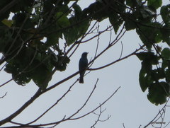 Cyornis unicolor
