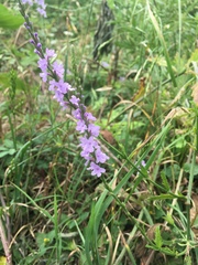 Verbena xutha