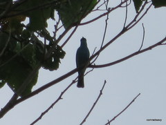 Cyornis unicolor