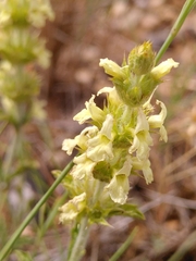 Sideritis fruticulosa