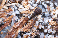 Zalmoxidae