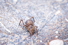 Zalmoxidae