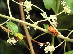 Cosmoscarta septempunctata