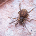 Zalmoxid Harvestmen - Photo (c) Damien Brouste, some rights reserved (CC BY-NC), uploaded by Damien Brouste