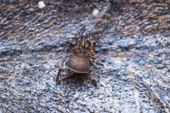 Zalmoxidae