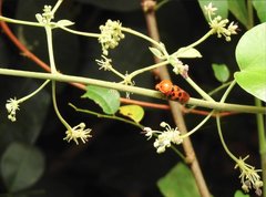 Cosmoscarta septempunctata