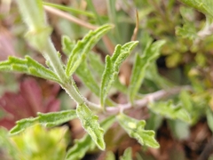 Sideritis fruticulosa