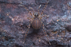 Zalmoxidae