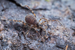 Zalmoxidae